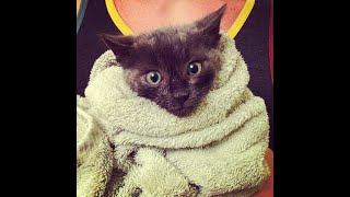 How to make kitten burrito [upl. by Dyoll]