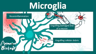 Microglia  Microglia in brain function and disease  USMLE step 1 [upl. by Ylrebmik655]