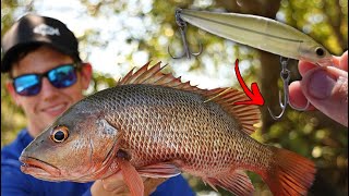 CANNOT BELIEVE I landed this fish  MANGROVE JACK FISHING feat Alex W [upl. by Krysta]