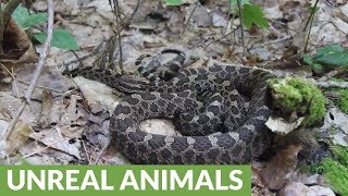 Hiker encounters two rattlesnakes on trail near her feet [upl. by Yezdnil]