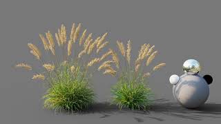 Calamagrostis arundinacea wind animation [upl. by Decker]