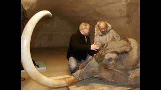 Interbreeding Not to Blame For Woolly Mammoth Extinction Surprising Study Findsso What Caused it [upl. by Poppo179]