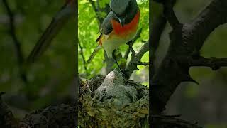 Feathers of Joy Meet the Baby Small Minivet youtubeshorts viralshorts [upl. by Fisa]