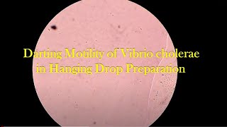 Hanging drop for bacterial motility Positive Darting motility of Vibrio cholerae [upl. by Mariette]