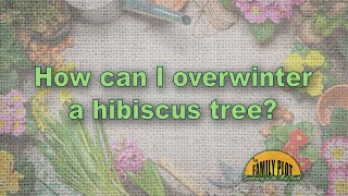 How can I overwinter my hibiscus tree [upl. by Anuhsal567]