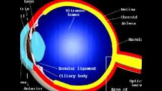 What is an ERG electroretinogram [upl. by Leanne]