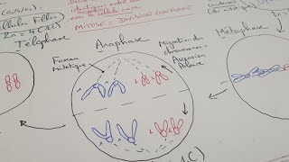 eSVT La mitose une division cellulaire conforme [upl. by Jacquelin]