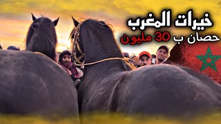 عود دهم ملكي مولاه كيطلب فيه 30 مليون 😱 قلب سوق سطات  واش يستاهل 30 مليون ولا لا 🤔… [upl. by Emma]