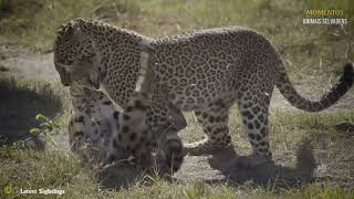 Leopardo Briga Com 50 BabuÃ­nos O Que Acontece A Seguir  Animais Selvagens [upl. by Guthry873]