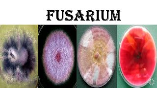 Fusarium [upl. by Eidua652]