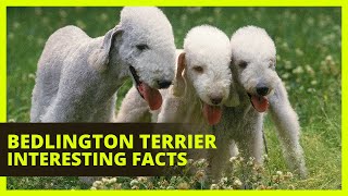 BEDLINGTON TERRIER  Interesting facts you might not know about the Bedlington Terrier [upl. by Leisam375]