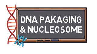 DNA Packaging amp Nucleosome  Chromosome Formation  Pocket Bio [upl. by Opaline]