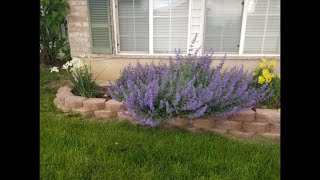 How to Grow Catmint Nepeta x faassenii Walkers Low [upl. by Ainnet]