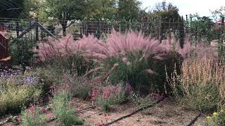 Muhlenbergia Pink Flamingo with Monarchs [upl. by Llirpa]