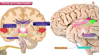 Medial geniculate nucleus of Thalamus  Neuroanatomy [upl. by Airamesor]