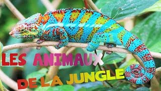 🐒 Apprendre les animaux de la jungle 🐍 pour les petits 🐆 [upl. by Tyne148]