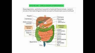 CORSO DI FISIOLOGIA UMANA  LEZIONE 26 DI 81  FISIOLOGIA APPARATO DIGERENTE  PARTE 8 [upl. by Mellette]