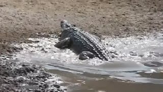 Best Crocodile Attacks New [upl. by Enomor]