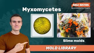 Myxomycetes  Mold Library [upl. by Taber]