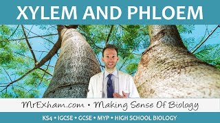 Transport in plants  Xylem and Phloem  GCSE Biology 91 [upl. by Fidelio]