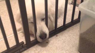 Funny Great Pyrenees [upl. by Gardener]