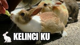 🐰 KELINCIKU kelinciku engkau manis sekali  Lagu Anak [upl. by Soiritos]