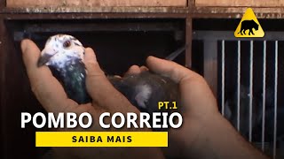 Pombo Correio  Parte 1 [upl. by Llerot969]