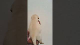 Import Blood line labrador puppy available in patna 7250737229 guarddogs sonpurmela2024 pets [upl. by Evadne]