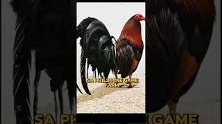 HISTORY OF GAVILAN HATCH GAMEFOWL [upl. by Rohclem407]