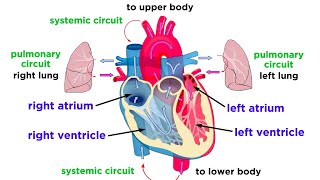 The Circulatory System Part 1 The Heart [upl. by Morganne]