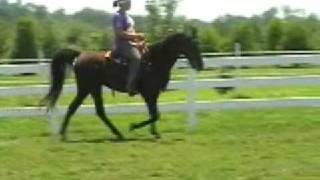 GRACIE Tennessee Walking Horse mare 3 gaited champion [upl. by Strenta]