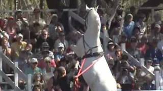 Lipizzaner Horses Sarasota Florida 28th February 2009  Show 11 [upl. by Nihcas]