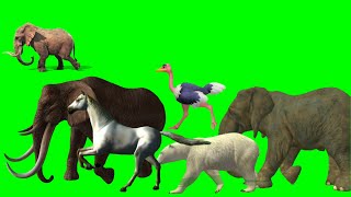 Animals savanna stampede green screen  Wildebeest stampede green screen  Stampede green screen [upl. by Eenahpets505]