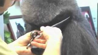 Super Styling Session Standard Poodle Grooming Tips [upl. by Norb101]