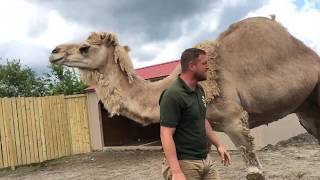 Animal Adventures with Jordan Dromedary Camels [upl. by Adnorehs]