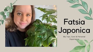 Care amp tips on my Fatsia Japonica  The plant that started it all [upl. by Anayra]