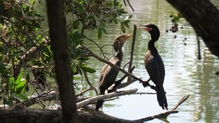 RÉSERVE ÉCOLOGIQUE ESTERO DEL YUGO  MAZATLAN  MEXIQUE [upl. by Amelia]