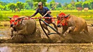 Lagu Sumbawa IndonesiaBARAPAN Buffalo Races Video Clips by Abdul Kadir Mustaram [upl. by Reffineg]