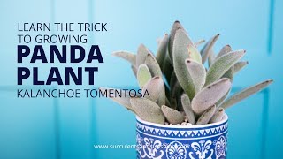 Learn why Kalanchoe tomentosa quotPanda Plantquot is so great for beginners [upl. by Sarita]