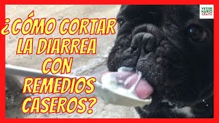 💩 ¿CÓMO CORTAR LA DIARREA EN PERROS CON REMEDIOS CASEROS💩 DIETA PROBIÓTICOS [upl. by Tankoos]