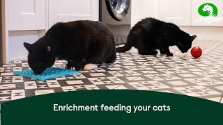 Enrichment feeding for your cats  Woodgreen Pets Charity [upl. by Reel]