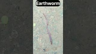 🪱 અળસિયું 🪱 shorts earthworm namasteajay [upl. by Anillehs]