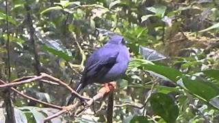 Black Faced Solitaire singing [upl. by Fayth]