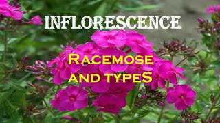 Inflorescence  Part 1  Racemose inflorescence and types [upl. by Alauqahs]