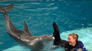 Dolphin Show at the National Aquarium [upl. by Latvina]