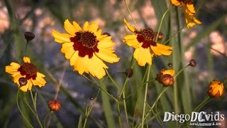 Coreopsis tinctoria  Plains coreopsis Asteraceae Margaridinhaescura [upl. by Oel]