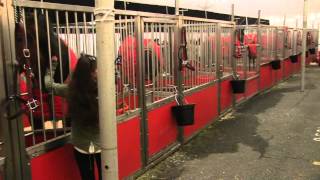 Clydesdales in Plymouth  PreThanksgiving parade coverage by PACTV [upl. by Reitrac]