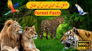 Jungle facts  Amazon Forest Adventures  Amazon Forest Wonders [upl. by Anrapa]