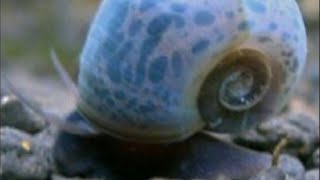 Unboxing New snails blue ranshorn in my nano cherry shrimp tank happy days [upl. by Levin]