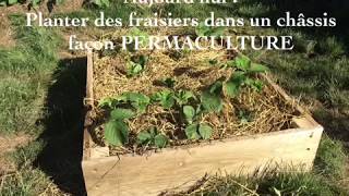 Repiquer les stolons des fraisiers façon Permaculture [upl. by Tohcnarf]